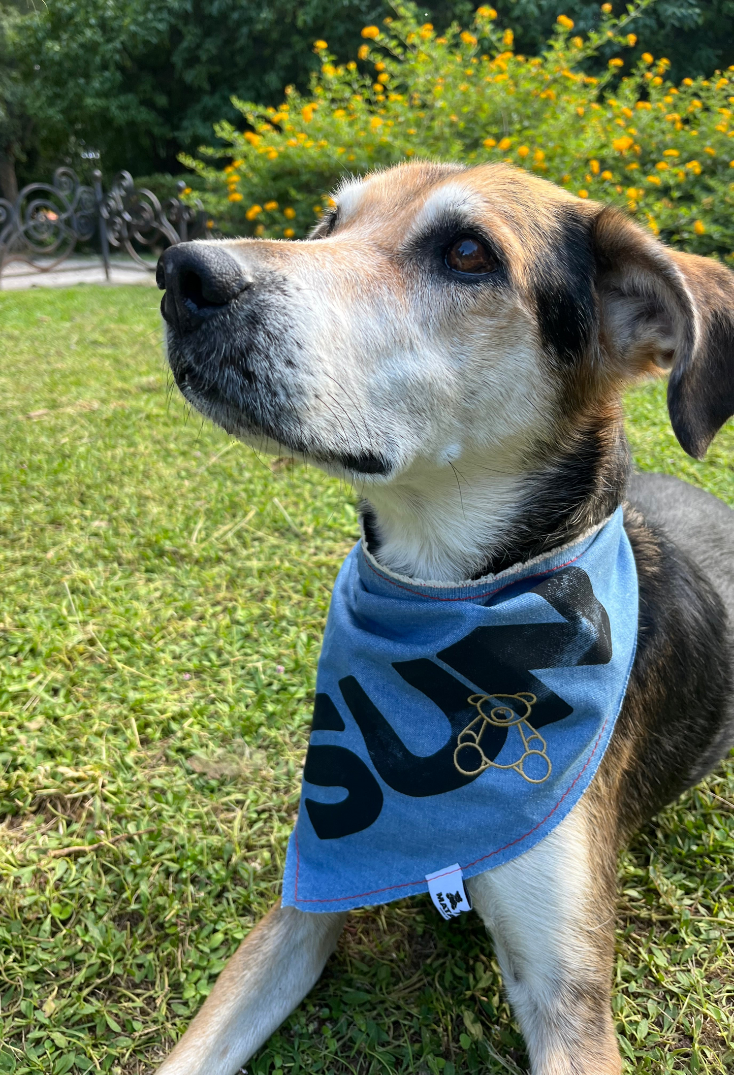 Pet bandana "SUN"